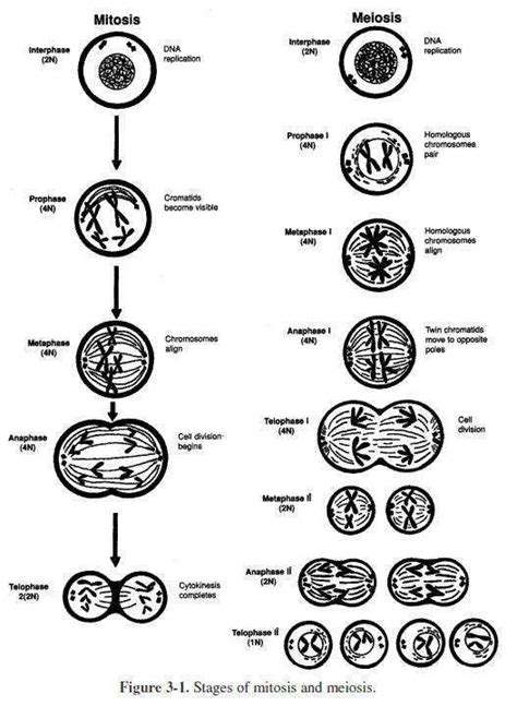 Stages Of Meiosis Worksheets