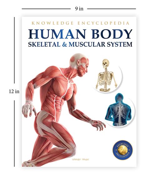 Muscular System Organs