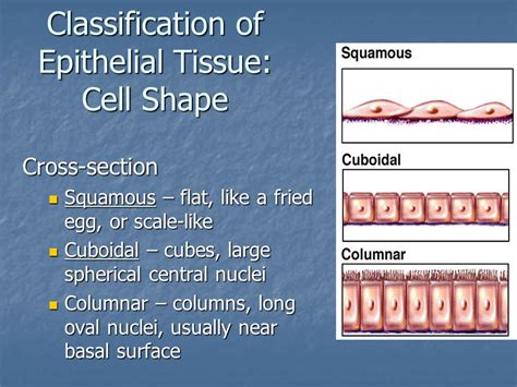 Tissues Introduction Epithelial Tissue Classification Glands Ppt