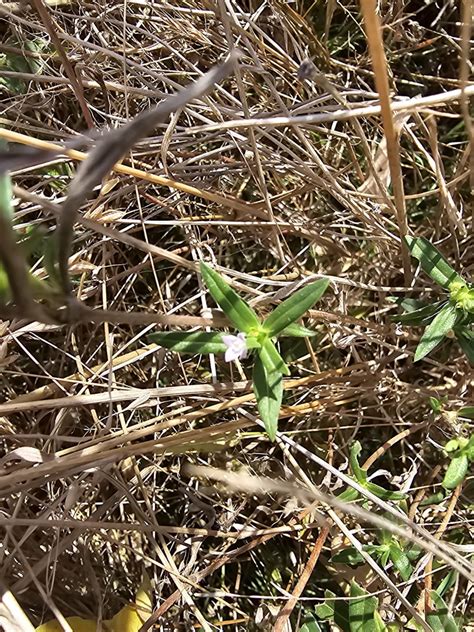 Rough Buttonweed From Paige Tx 78659 Usa On October 23 2023 At 1207