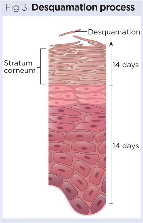 Skin 1 The Structure And Functions Of The Skin Nursing Times Facial