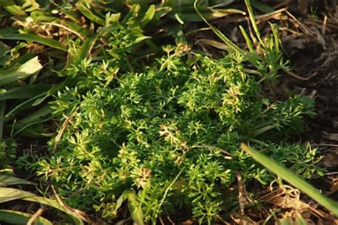 Common Australian Weeds To Watch Out For This August