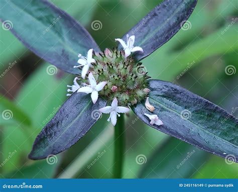 Diodia Virginiana Is A Plant Species In The Rubiaceae Common Name