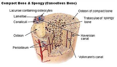 Then i simply send this to my shader with. Bone tissue - Wikipedia, the free encyclopedia