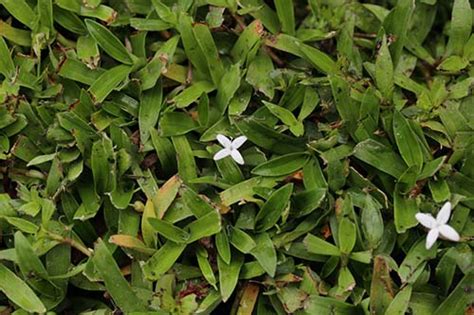 The Virginia Buttonweed Identification Guide