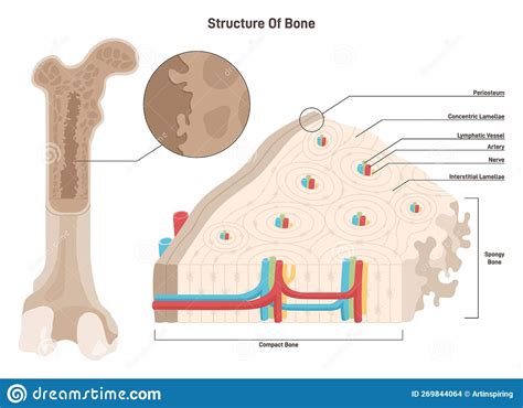 Compact Bone Tissue Diagram