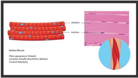 Non Striated Voluntary Muscle