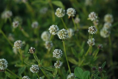 Shrubby False Buttonweed Common Weeds Of South Florida Hierbas Malas