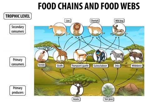 Why Is Food Web Important Types Of Food Web Lets Talk Geography