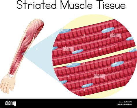 Striated Muscle Hi Res Stock Photography And Images Alamy