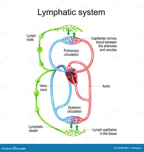 Lymphatic Circulation System Parts Of Immune And Circulatory System