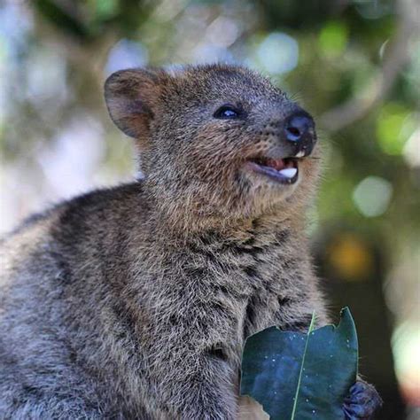 Find and save smiling quokka memes | from instagram, facebook, tumblr, twitter & more. 30 Funny Quokka Pictures That Will Make You Book a Flight ...