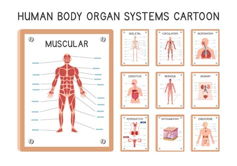 Human Organ Systems Diagram Poster Clipart Cartoon Style Vector Set