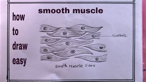 How To Draw Smooth Muscle Diagram Striated Muscle Diagram Drawing Youtube