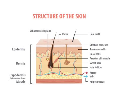 Skin Functions And Ageing The Skin Care Clinic