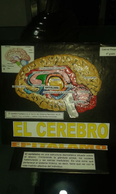 El Cerebro Lóbulo Frontal Study Tips Education Crafts Medicine