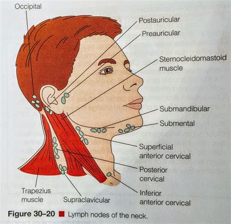 Diagram Of Lymph Nodes In The Head And Neck