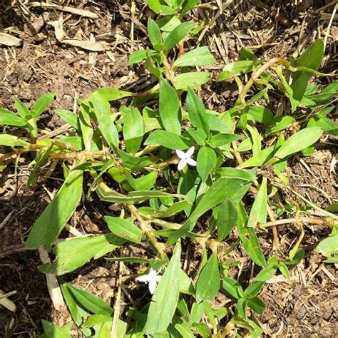 Texas Gardening Virginia Buttonweed Is A Challenge To Kill