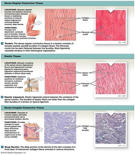 Figure Showing The Types Of Dense Connective Tissue Human Anatomy And Physiology Tissue Types