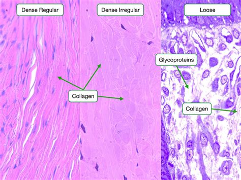 Structure And Function Of Connective Tissue And Bone Lab