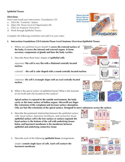 Anatomy Worksheet Epithelial Tissues Anatomy Worksheets