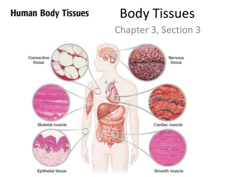 Square World Window Permeability Types Of Tissues In The Body Positive