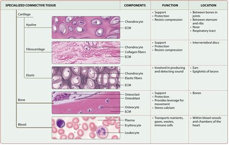 Chart Of Connective Tissue