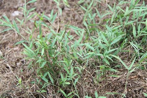 Invasive Japanese Stiltgrass Microstegium Vimineum Var Imberbe Warm