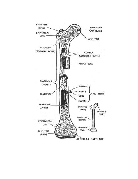 An approach to model the effect of exercise on the growth of mammal long bones is described. BIOLOGY BLOG,