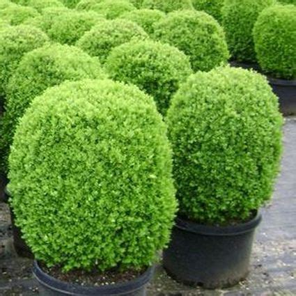 The dwarf english boxwood (buxus sempervirens suffruticosa), an evergreen shrub, gets to around 3 feet tall. Dwarf English Boxwood | Naturehills.com