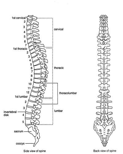 Labelled Diagram Of Spinal Vertebral Column Side View And Back View