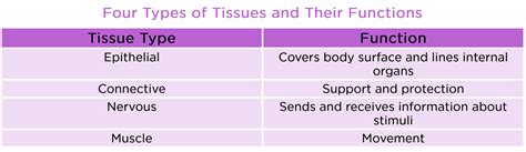 Tissue Types And Functions