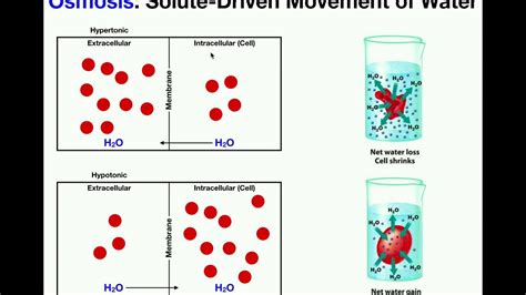 Basics Of Osmosis Youtube