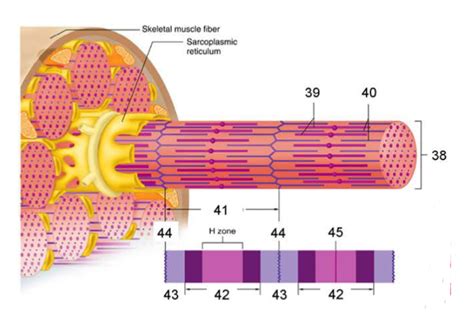 Lab Practical 3 Skeletal Muscle Structure Diagram Quizlet