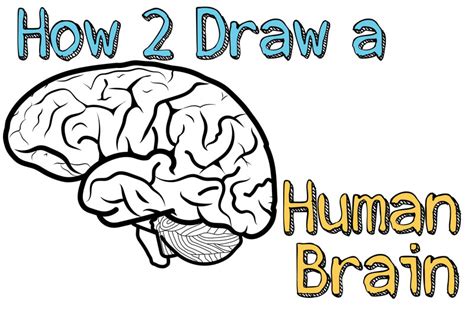 How To Draw A Human Brain Easy Steps Drawing Lesson For Beginners