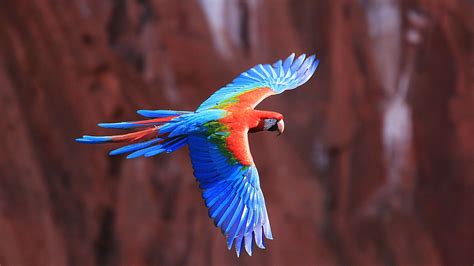 4k Parrot Wallpapers Wallpaper Cave