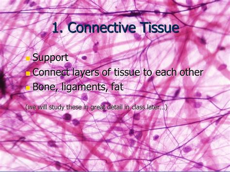 Tissues Introduction Epithelial Tissue Classification Glands Ppt