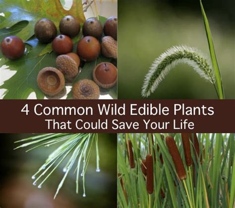 The violet is an edible oklahoma flower. 4 Common Wild Edible Plants That Could Save Your Life ...