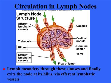 Ppt The Lymphatic System Powerpoint Presentation Free Download Id