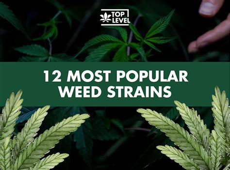 12 Most Popular Weed Strains 2024 Edition