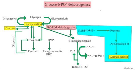 They key is for patients to know as much as possible about the condition to avoid factors that may trigger the symptoms. Glucose-6-phosphate Dehydrogenase deficiency (G6PD ...