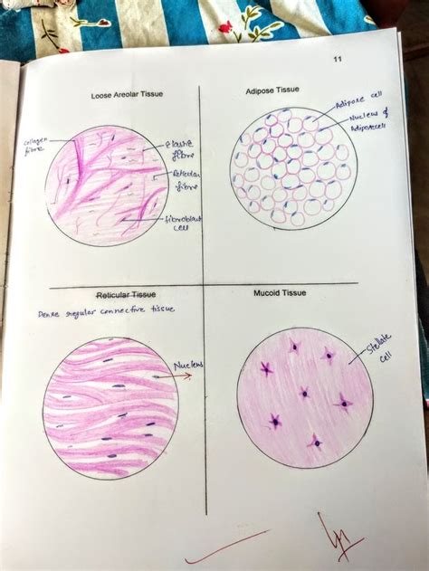 Types Of Connective Tissue Explained