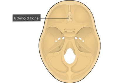 Occipital Bone Labeled Anatomy Landmarks Getbodysmart 58 Off