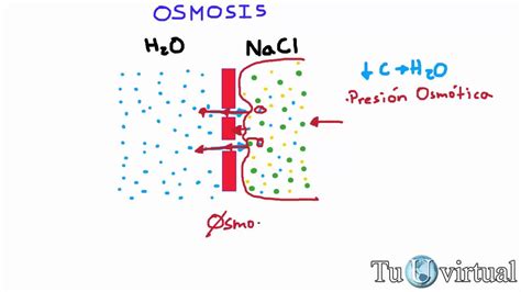 Osmosis Que Es Osmosis Y Presión Osmótica Fisiología Youtube