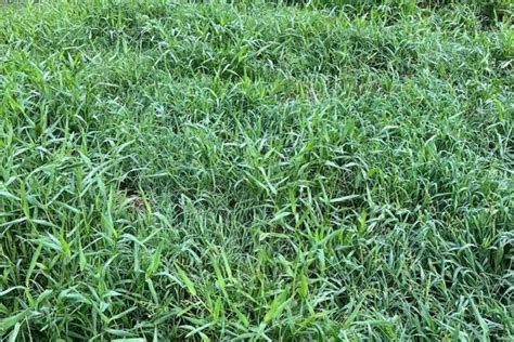 Types Of Invasive Grasses And How To Get Rid Of Them Grass