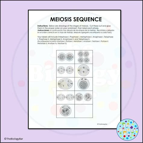 Stages Of Meiosis Worksheet Live Worksheets Worksheets Library