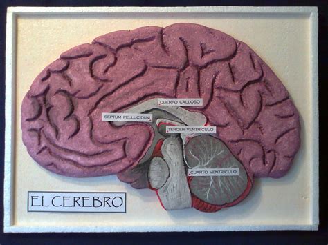 Maquetas Y Arte El Cerebro Humano