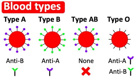 Blood Types Type A B Ab O What S The Difference Youtube