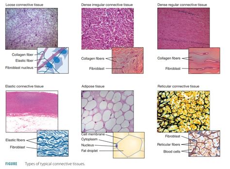 Connective Tissues Functions Types Characteristics Components Connective Tissue Cells Fibers