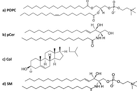 Estructura Del Lipido